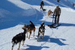 Chien de traineau